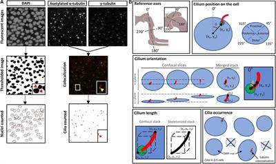 The Primary Cilium on Cells of Developing Skeletal Rudiments; Distribution, Characteristics and Response to Mechanical Stimulation